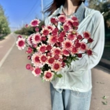 Маленькая ромашка цветок Yunnan Base Straight Net Red Little Chrysanthemum Family Office Офис цветочный цветок в бутылках.