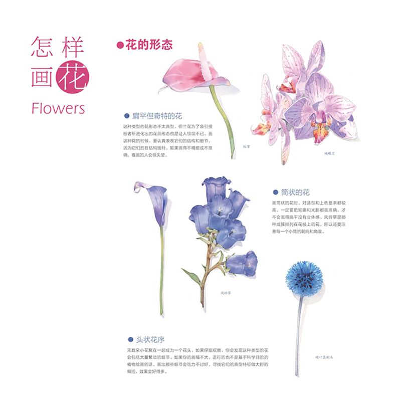 水彩私享课 花与爱丽丝插画师温泽五年精华之作用画笔记录女性成长历程温柔而坚定美丽而有力量深入探讨人物花卉及情境的绘制技法