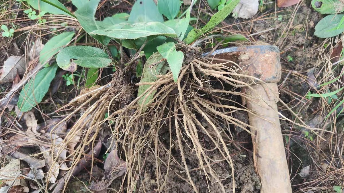 云南原生态新鲜毛大丁草 兔耳风 一支箭 白头翁 扑地香煲汤下奶,淘宝优惠券,粉丝福利购,淘宝优惠卷