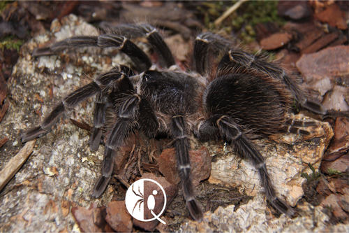 【祁one】巴西所罗门苗子公母包邮网红大型凶猛新手入门宠物蜘蛛 - 图2