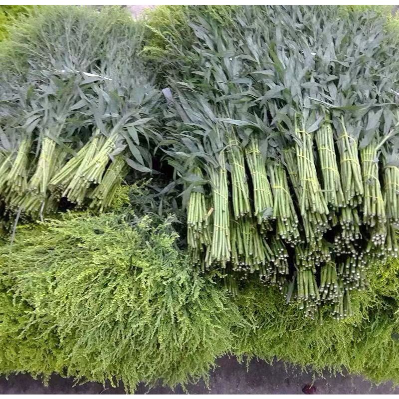 黄莺鲜花配花鲜花新鲜鲜切插花混搭花束菊花配草水养配叶填充花材