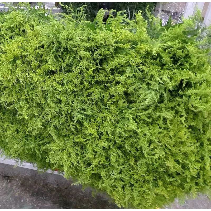 黄莺鲜花配花鲜花新鲜鲜切插花混搭花束菊花配草水养配叶填充花材