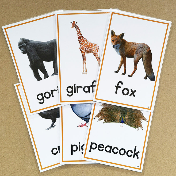英语启蒙卡片动物认知卡片儿童单词闪卡宝宝早教玩具幼儿教师教具_虎窝淘