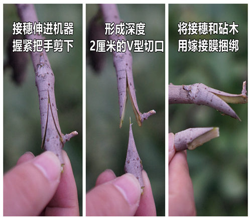 正品台湾sono嫁接机苗木嫁接器嫁接刀升级版2cm深度J68粗枝嫁接 - 图2