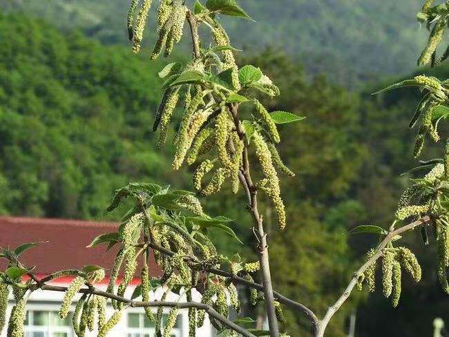 顺丰2023新鲜构树穗3斤 构树穗树花蒸菜新鲜现摘棒槌儿构榆钱槐花