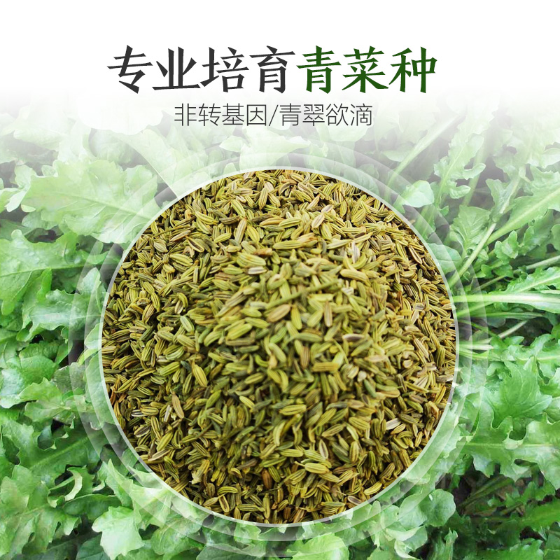 四季蔬菜种子薄荷小葱菠菜小白菜种上海青芹菜香菜种孑油菜籽大全 - 图1