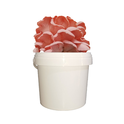 春艺新款平菇蘑菇种植桶食用菌包棒袋厨房客厅学校办公室盆栽包邮 - 图1