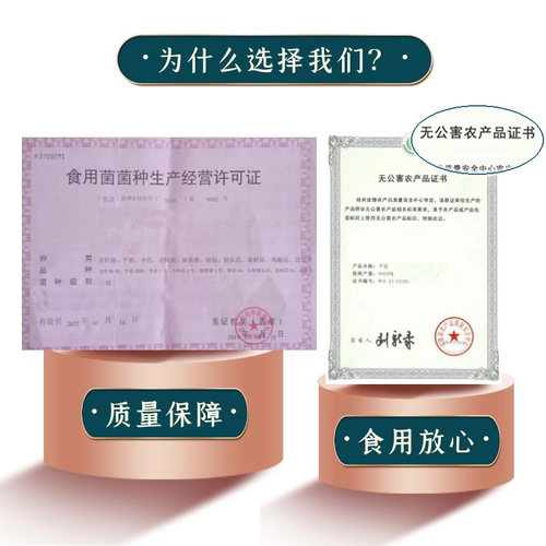 春艺新款平菇蘑菇种植桶食用菌包棒袋厨房客厅学校办公室盆栽包邮 - 图0