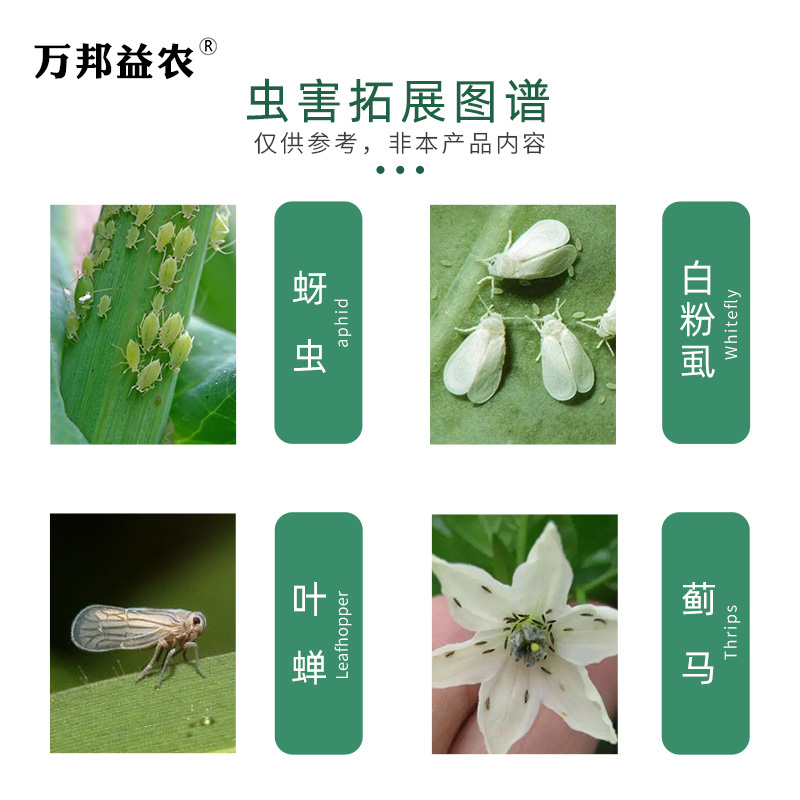 吡虫啉70%蚜虫蓟马飞虱粉虱绿叶蝉多肉月季花卉蔬菜杀虫剂农药 - 图0