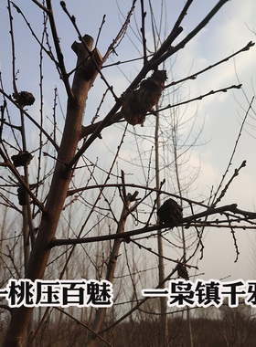 野生桃枭正月采摘恋枝桃奴经冬不落桃核野桃桃花山东南枝正宗桃木