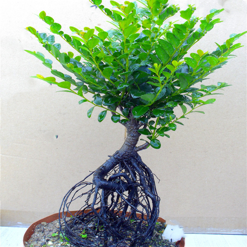 老桩小叶紫檀盆景树桩丛林独桩植物盆栽阳台客厅好养活四季青绿植 - 图1