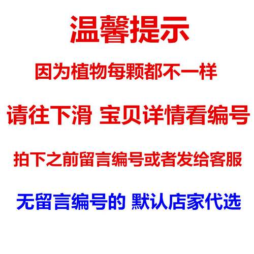 小叶紫檀盆景树桩 室内客厅盆栽老桩造型黑檀木 四季常青植物包邮 - 图2