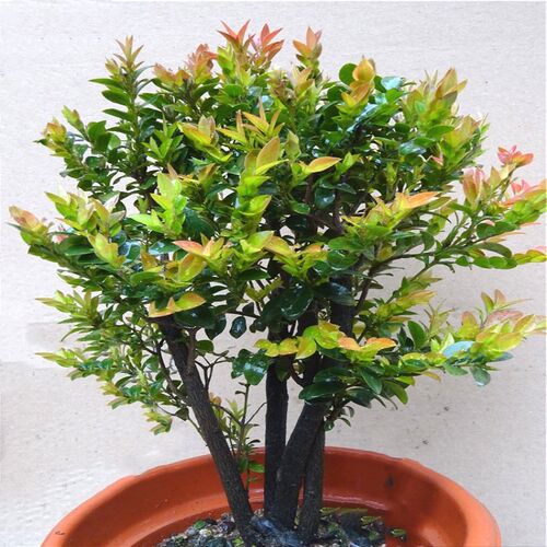 小叶紫檀盆景树桩 室内客厅盆栽老桩造型黑檀木 四季常青植物包邮 - 图1