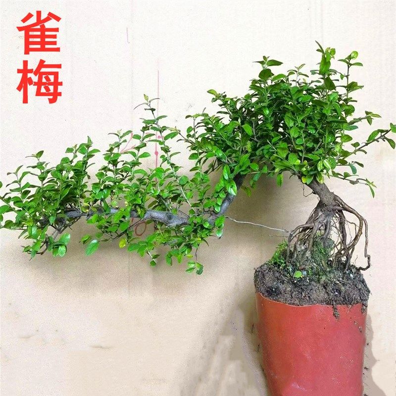 红芽雀梅盆景老桩造型花卉四季常青办公室客厅绿植室内植物,淘宝优惠券,粉丝福利购,淘宝优惠卷