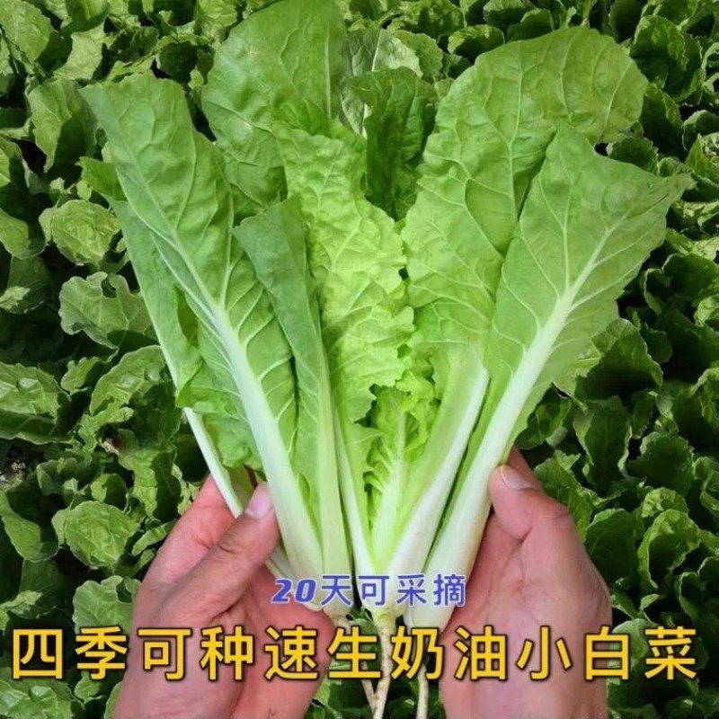 奶油小白菜种子速生小青菜快菜籽三周收获春秋四季农家菜园蔬菜孑 - 图1