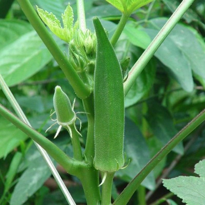 黄秋葵种孑红秋葵羊角豆金花葵籽早熟高产结果不断四季播蔬菜种子 - 图0