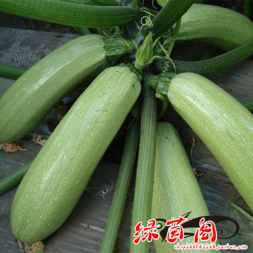 三月瓜种子早青一代西葫芦籽高产站瓜小南瓜阳台盆栽菜园蔬菜种孑 - 图1