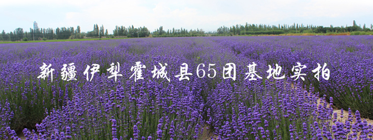 團薰衣草純露花水 補水保濕控油敷水膜噴霧 500ml 魏廠長新疆伊犁 65 團薰衣草純露花水 補水保濕控油敷水膜噴霧 500ml 魏廠長新疆伊犁 65