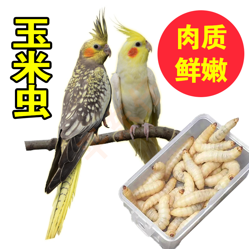 喂鸟粮食玉米虫活虫大蜡螟鱼饵宠物绣眼画眉鸟食仓鼠爬宠饲料活饵 - 图0