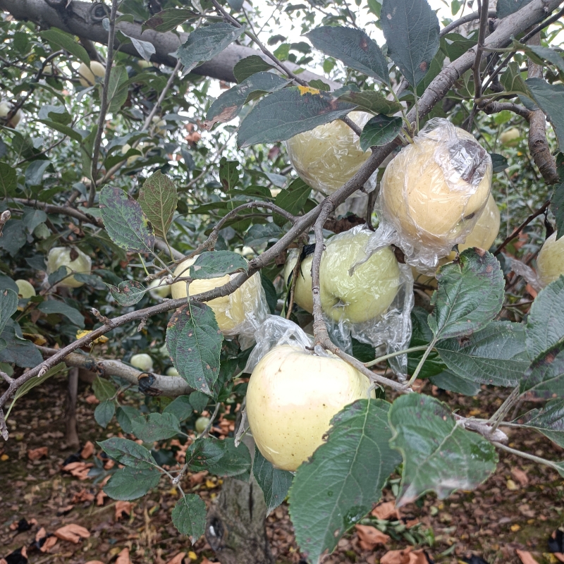 瑕疵黄元帅河南灵宝苹果高山粉面辅食黄香蕉金冠青苹酸甜多汁 - 图3