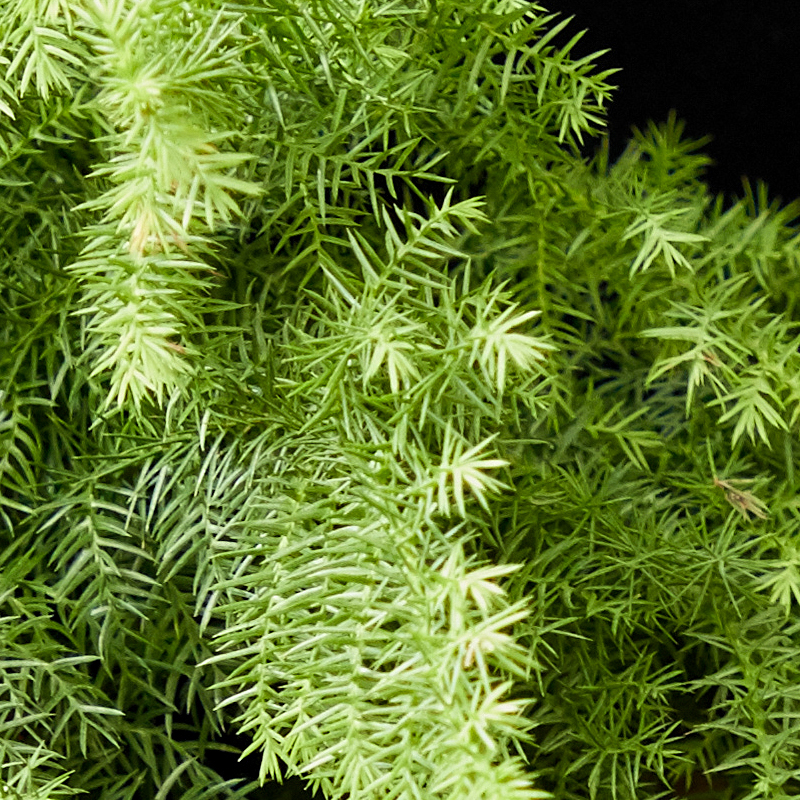 梦邦澳洲杉盆景盆栽老桩树办公桌高档造型植物大型绿植同城配送 - 图2