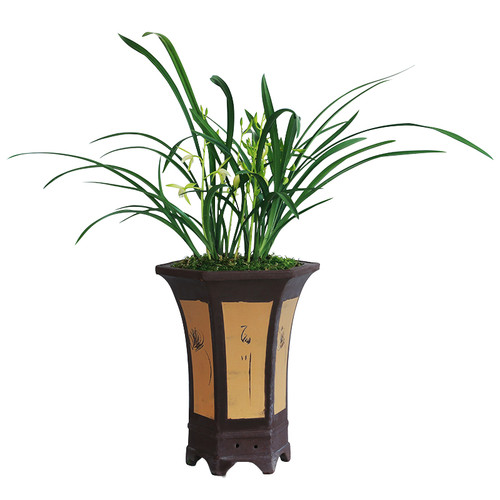 建兰四季兰花苗大凤素浓香花卉盆景栽土绿带草植物名贵花苞龙岩墨 - 图3