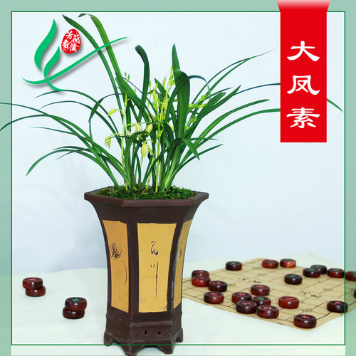 建兰四季兰花苗大凤素浓香花卉盆景栽土绿带草植物名贵花苞龙岩墨 - 图0