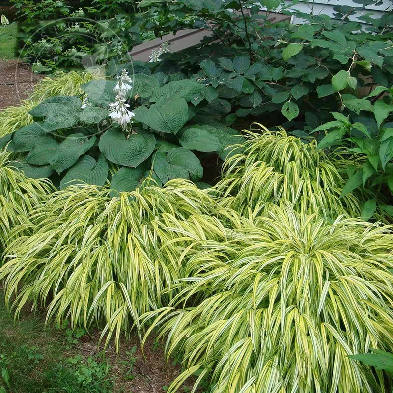 箱根草 风之草 耐阴多年生宿根耐寒耐热观叶植物户外花镜庭院花卉