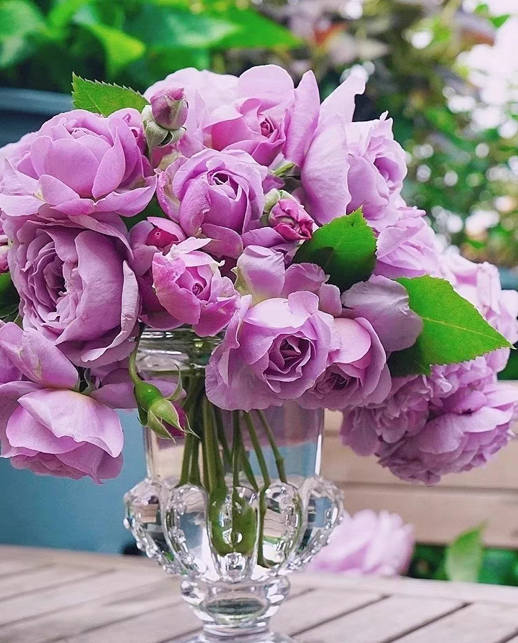 薰衣草花环大型爬藤多季节开花无刺,淘宝优惠券,粉丝福利购,淘宝优惠卷