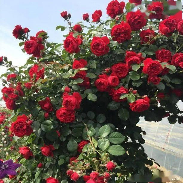 佛罗伦蒂娜开花耐热耐寒大型爬藤庭院阳台,淘宝优惠券,粉丝福利购,淘宝优惠卷