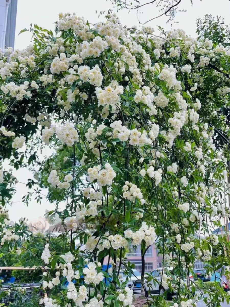 白木香土球发货花苗爬藤本植物庭院爬墙耐寒花卉盆栽浓香,淘宝优惠券,粉丝福利购,淘宝优惠卷