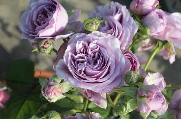 薰衣草花环大型爬藤多季节开花无刺,淘宝优惠券,粉丝福利购,淘宝优惠卷