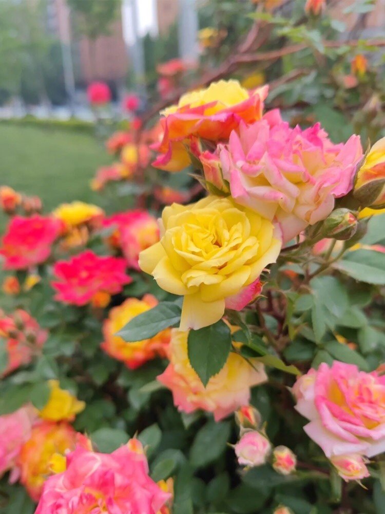 藤彩虹土球发货藤本月季爬藤多季开阳台,淘宝优惠券,粉丝福利购,淘宝优惠卷