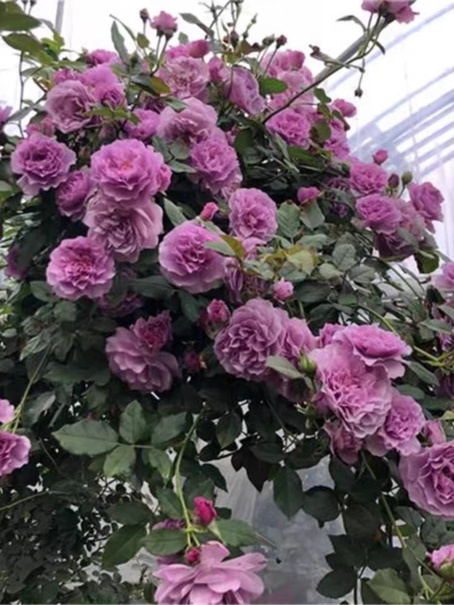 薰衣草花环大型爬藤多季节开花无刺,淘宝优惠券,粉丝福利购,淘宝优惠卷