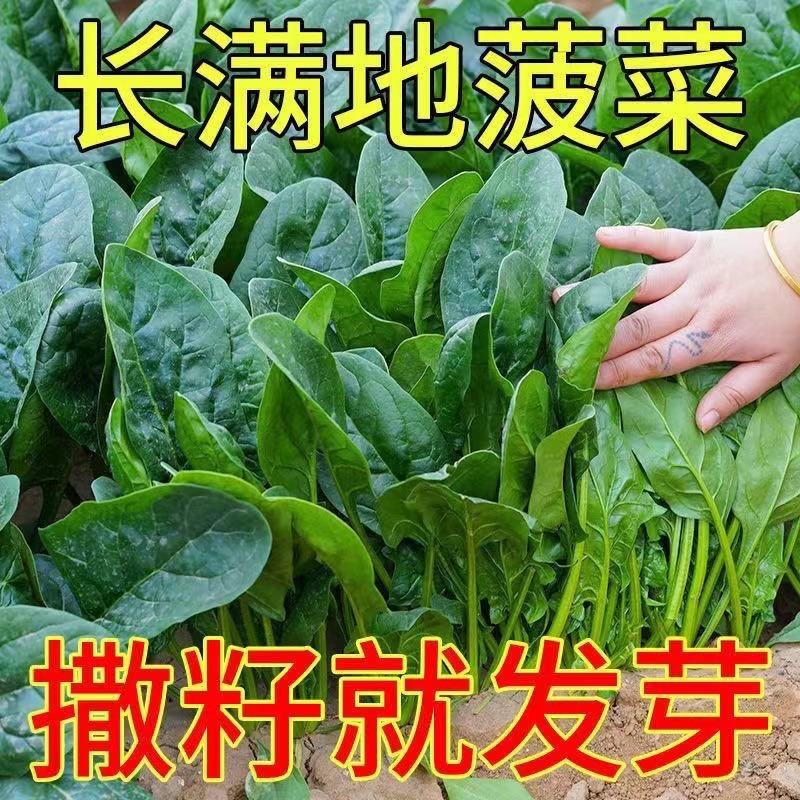 大叶菠菜种子四季蔬菜秋冬菜籽种阳台种子耐热菜种盆栽波菜孑高产 - 图0