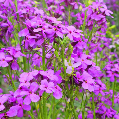 蓝香芥种子花种子四季易活花海花卉欧亚香花芥花籽庭院四季易活 - 图2