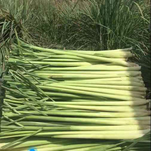 新鲜香茅 柠檬草 5斤/8斤 奶茶店冬阴功汤料泰式香料调料 - 图2