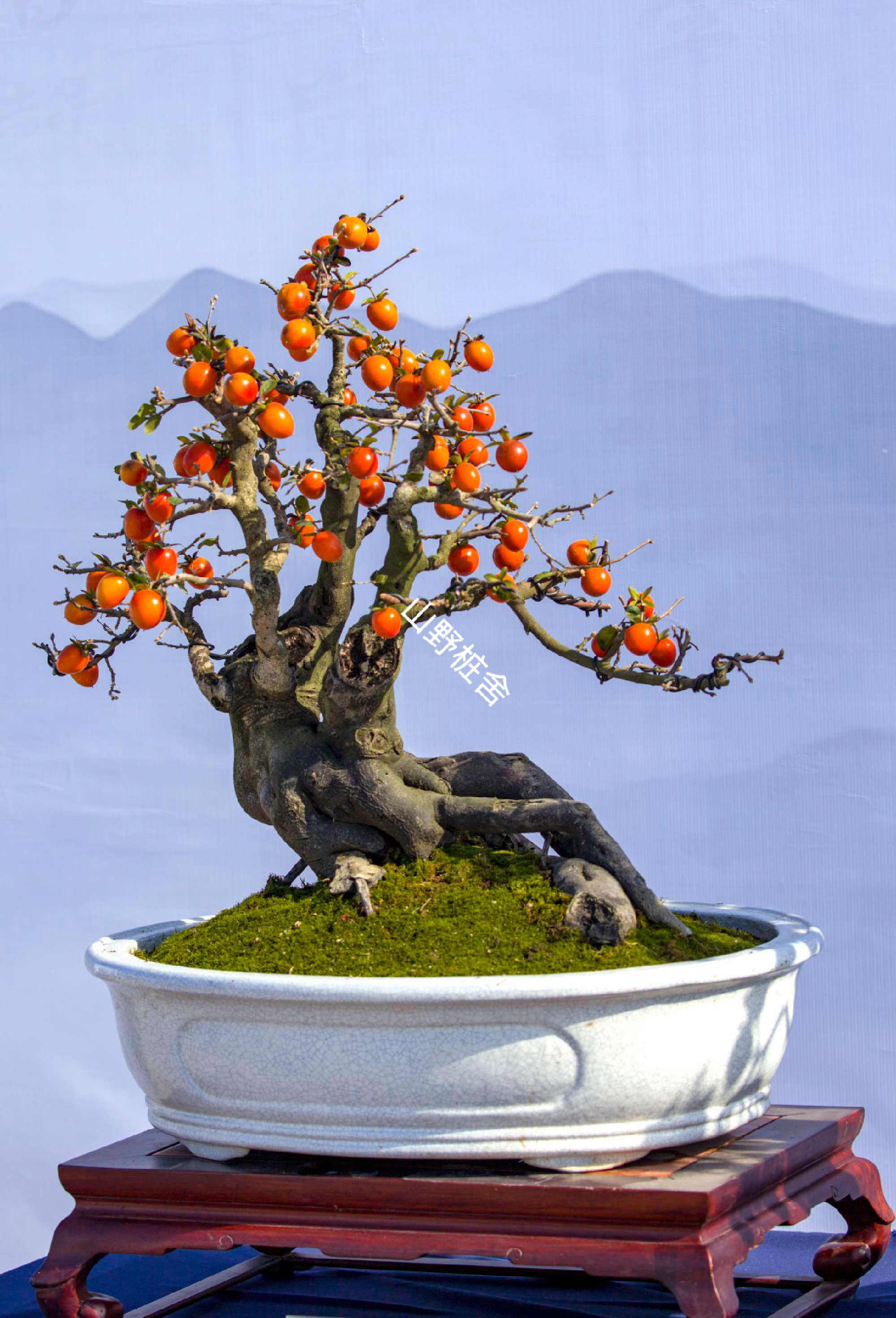 老鸦柿盆景原生桩根艺坨坨直播间专属链接绿植花束新鲜植物黄色