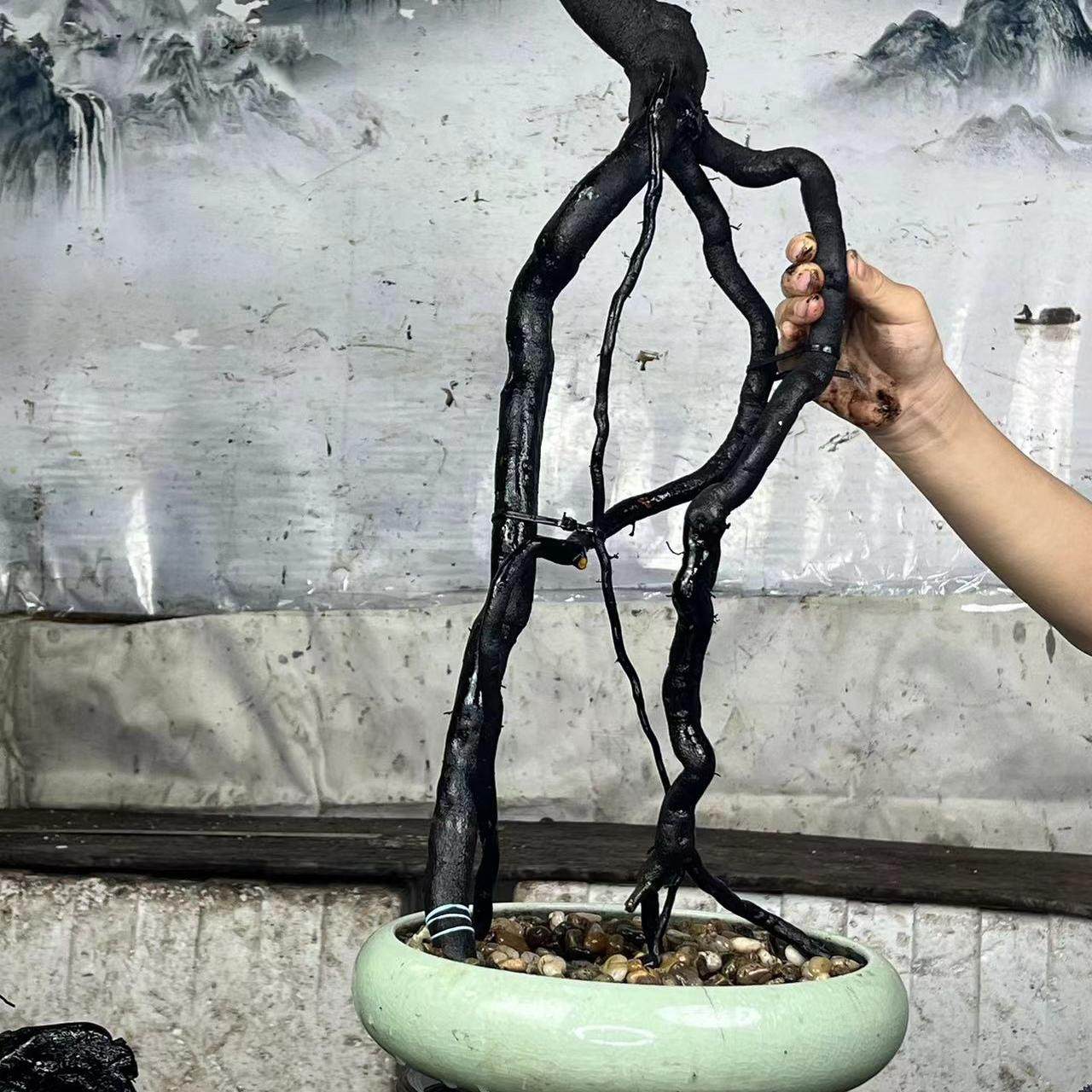 老鸦柿直播盆景野柿子绿植,淘宝优惠券,粉丝福利购,淘宝优惠卷