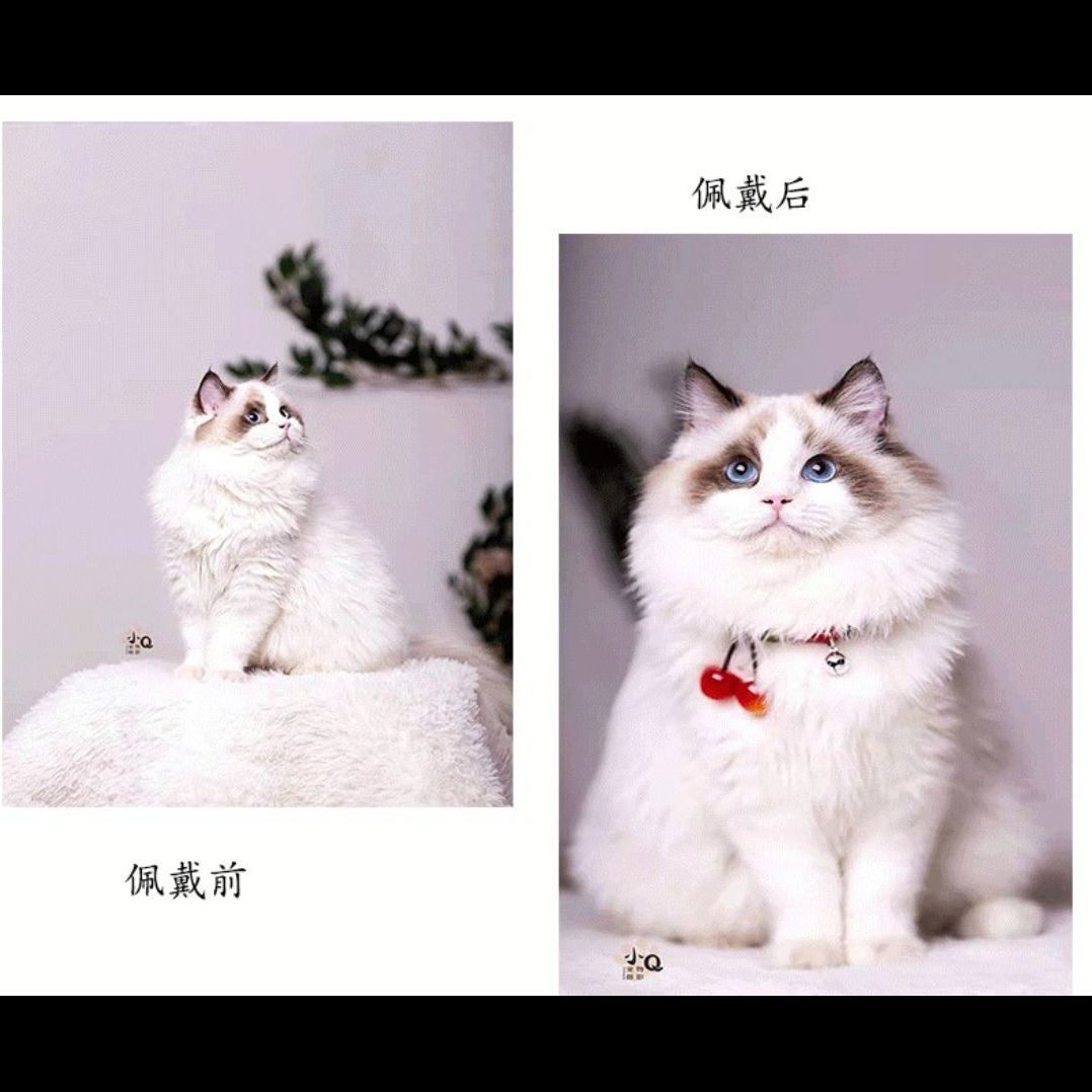 网红宠物项圈猫咪樱桃可爱围脖颈圈猫咪奶猫中小型犬狗狗铃铛项圈 - 图0