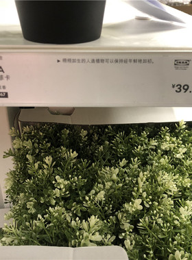 IKEA宜家人造绿植菲卡百里香装饰