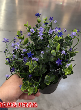 IKEA宜家 菲卡 开花仿真植物盆栽紫色装饰装扮假花人造花栩栩如生