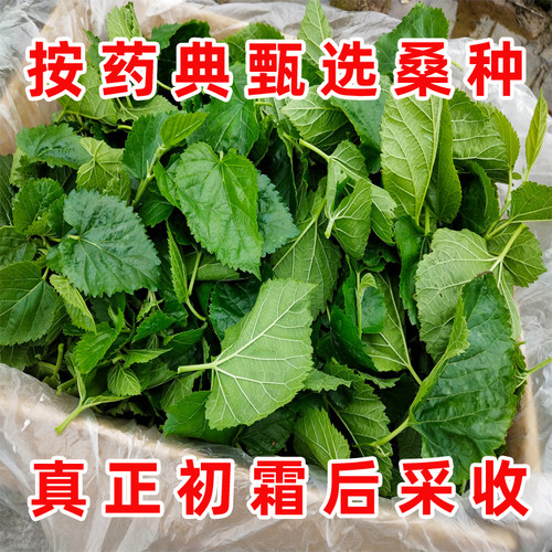 正宗霜打桑叶500g四川盐亭泡水药食两用炒霜桑叶茶罐装霜后桑叶干 - 图0