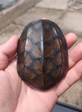 天然完整真墨龟草乌龟壳完整龟板六爻工具文玩手把挂摆件富甲天下