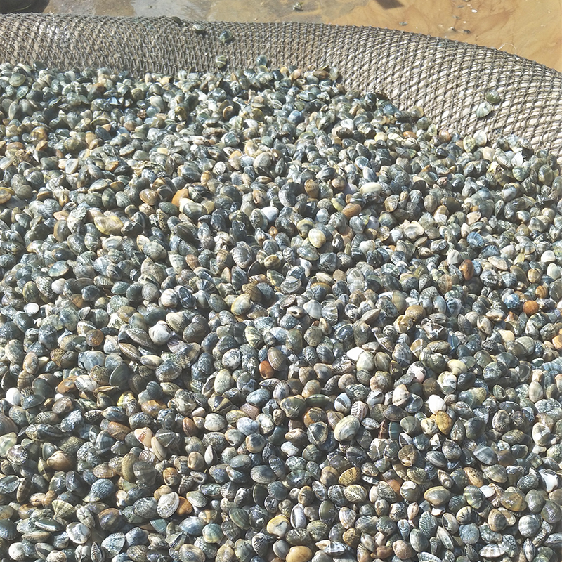 Dalian Seafood Clam Sixty Years Old SF Express