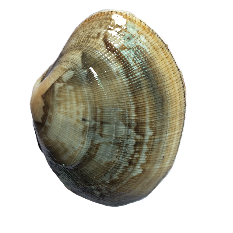 Dalian Seafood Clam Sixty Years Old SF Express