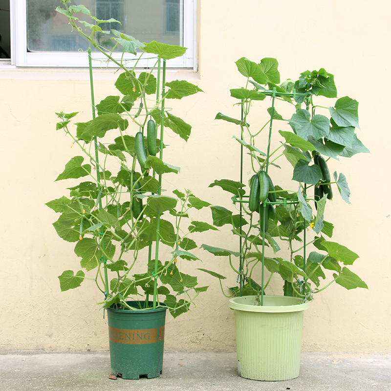 爬藤架子花支架月季花架植物山乌龟爬藤架室内园艺铁线莲爬藤支架-图1