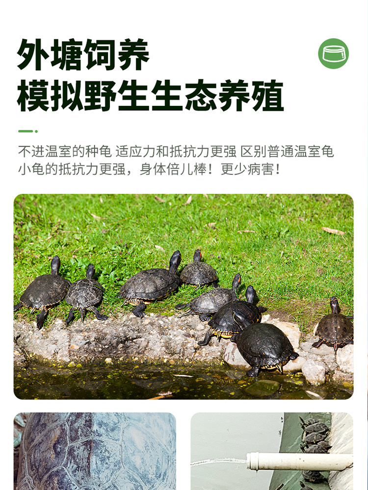 乌龟中华草龟金钱龟活体龟苗水景观赏宠物长寿龟镇宅招财玄武神兽,淘宝优惠券,粉丝福利购,淘宝优惠卷