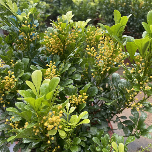 米兰盆栽带花苞带香味四季常青开花不断庭院花园植物花卉树苗绿植 - 图2