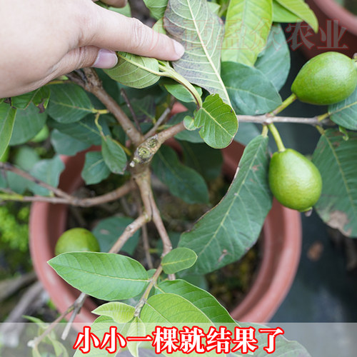 番石榴苗四季珍珠白肉红心芭乐少籽红宝石嫁接带土果树苗当年结果 - 图0